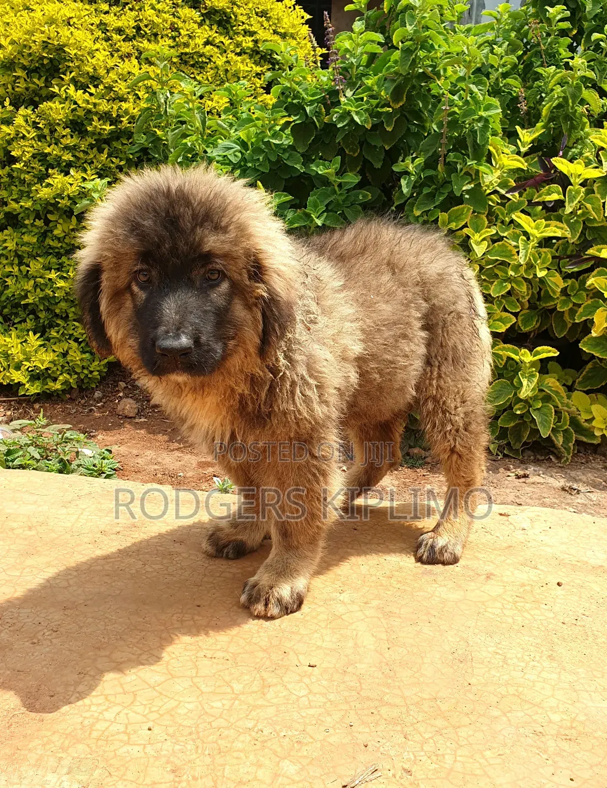 1-3 months Male Purebred Caucasian Shepherd