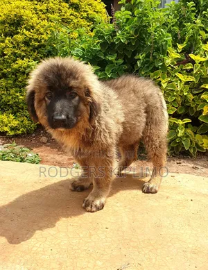 1-3 months Male Purebred Caucasian Shepherd