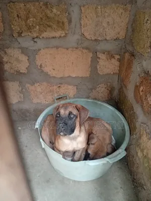 1-3 months Male Purebred Boerboel
