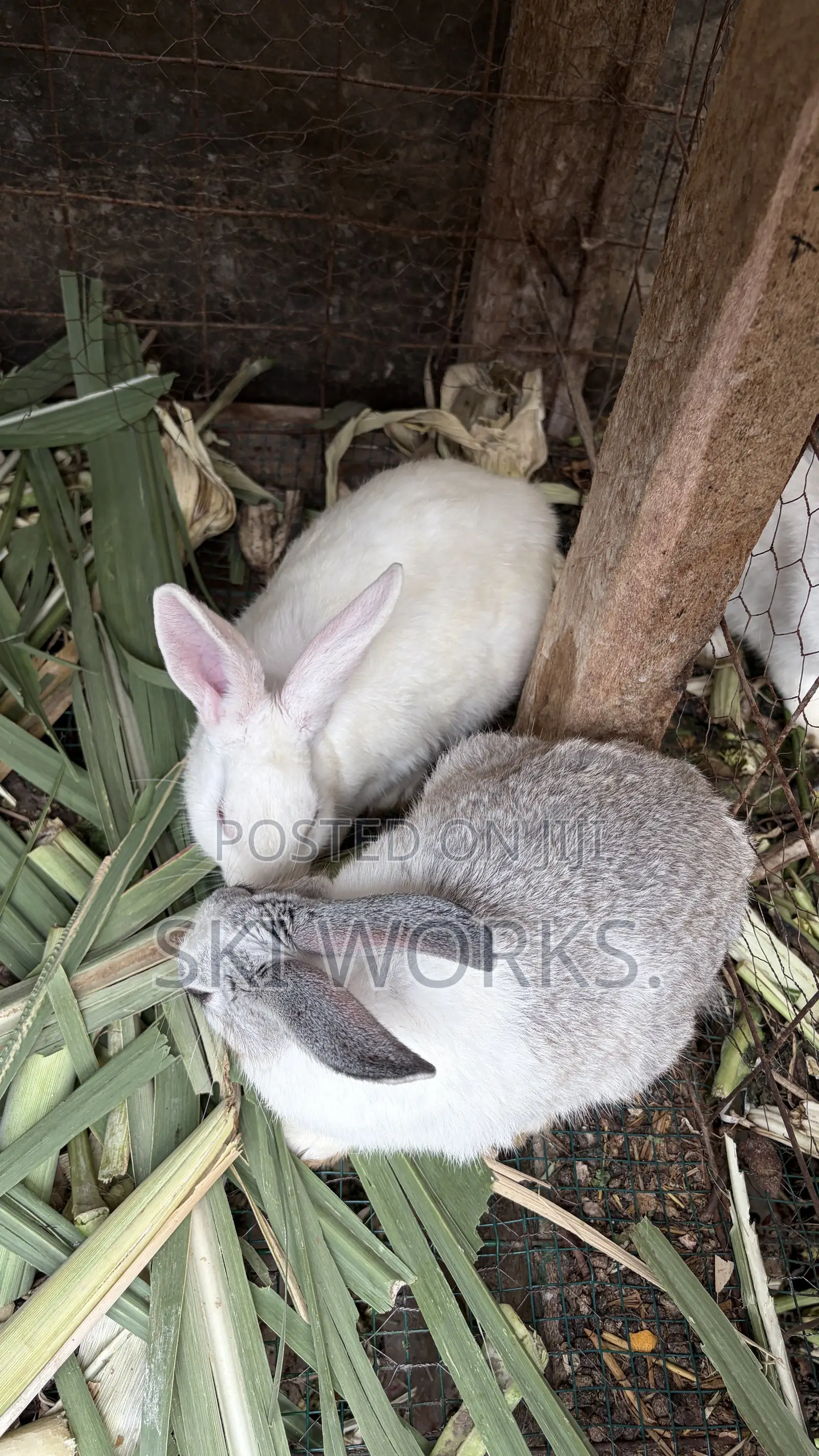 Hybrid Rabbits
