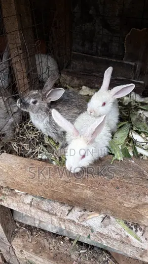 Hybrid Rabbits