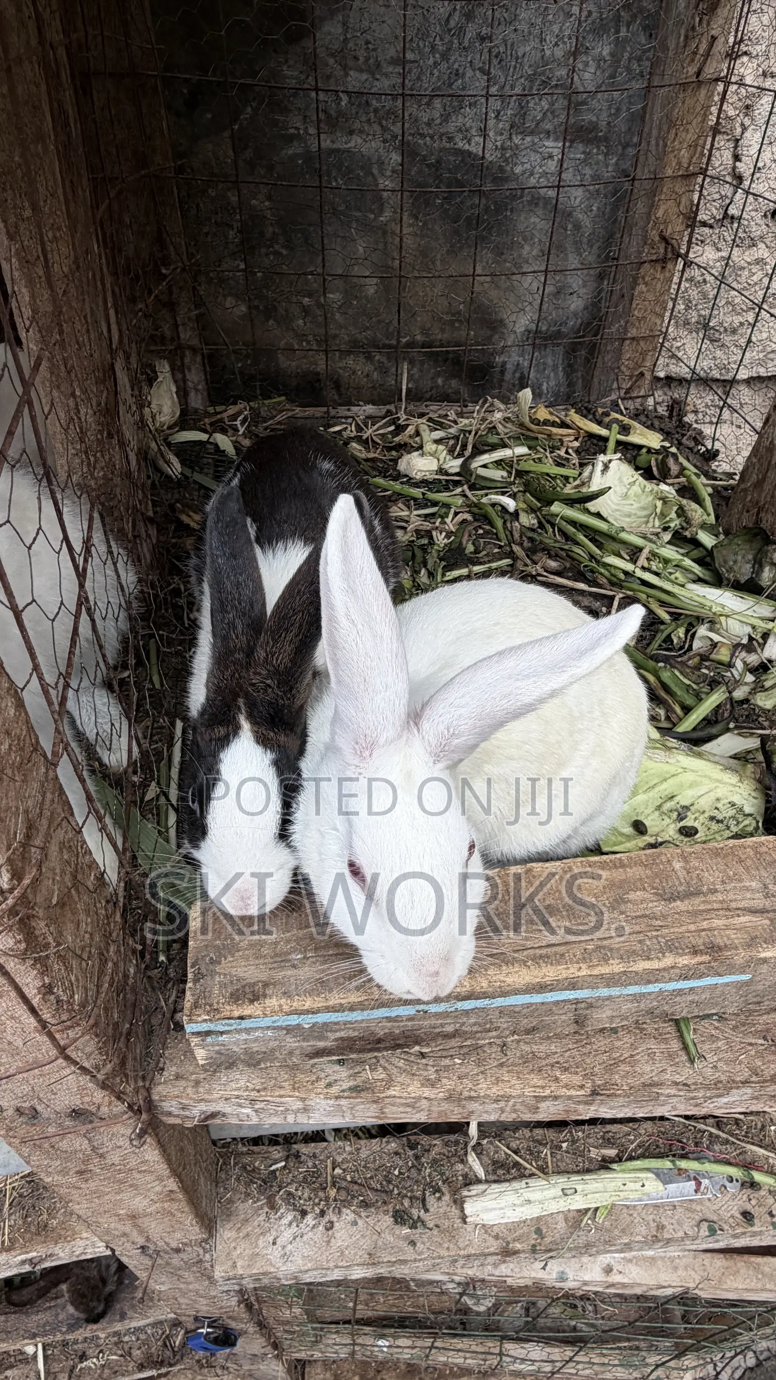 Hybrid Rabbits