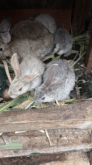 Hybrid Rabbits