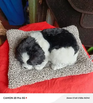 Black-White Realistic Sleeping Plush Dashboard Puppy