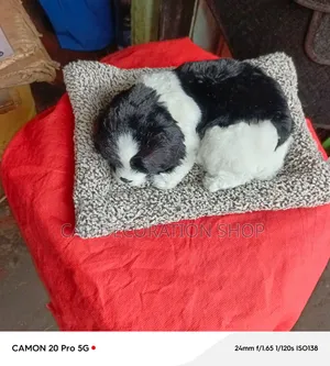 Dashboard Sleeping Resting Puppy on Small Carpet