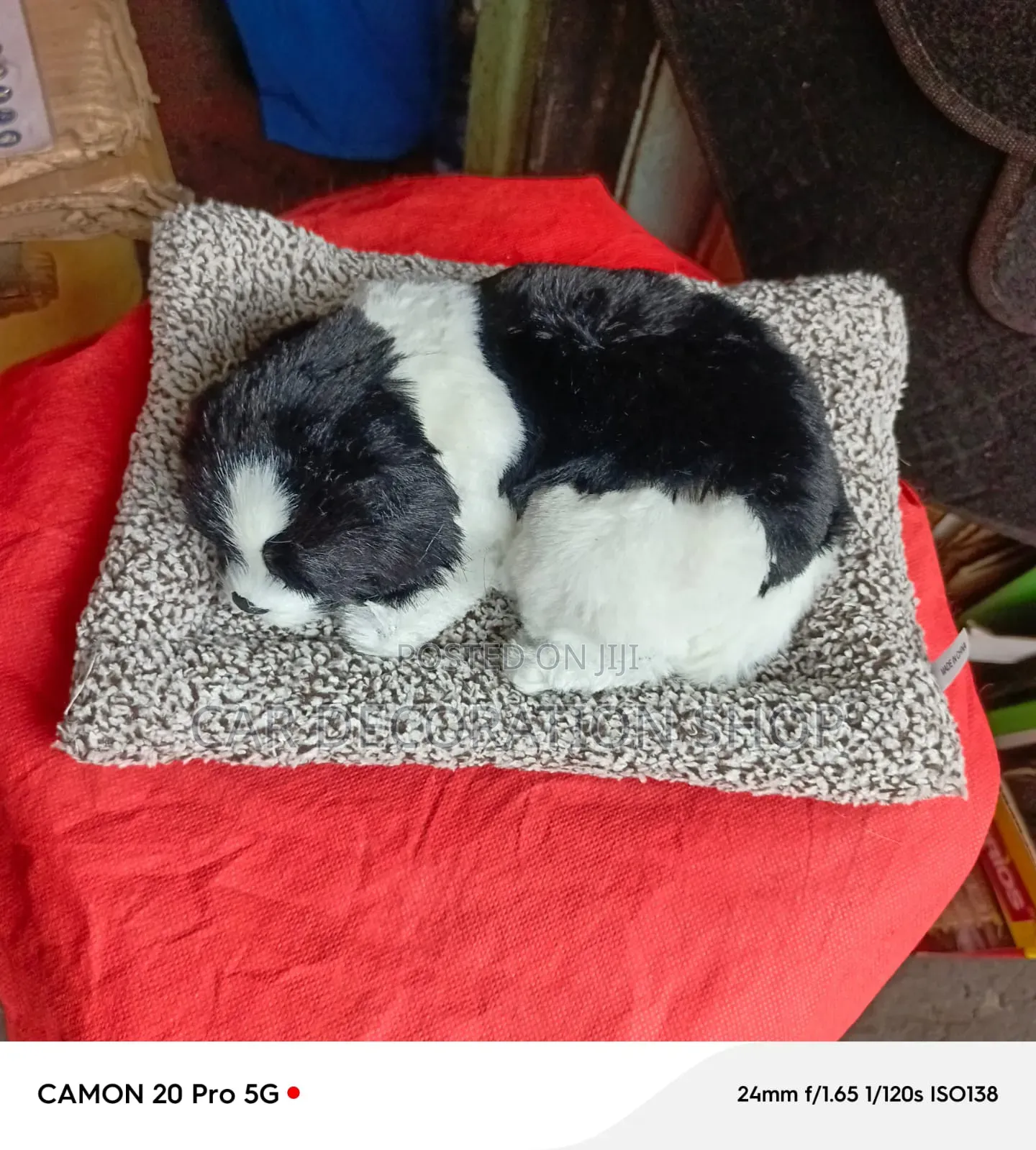 Dashboard Sleeping Resting Puppy on Small Carpet