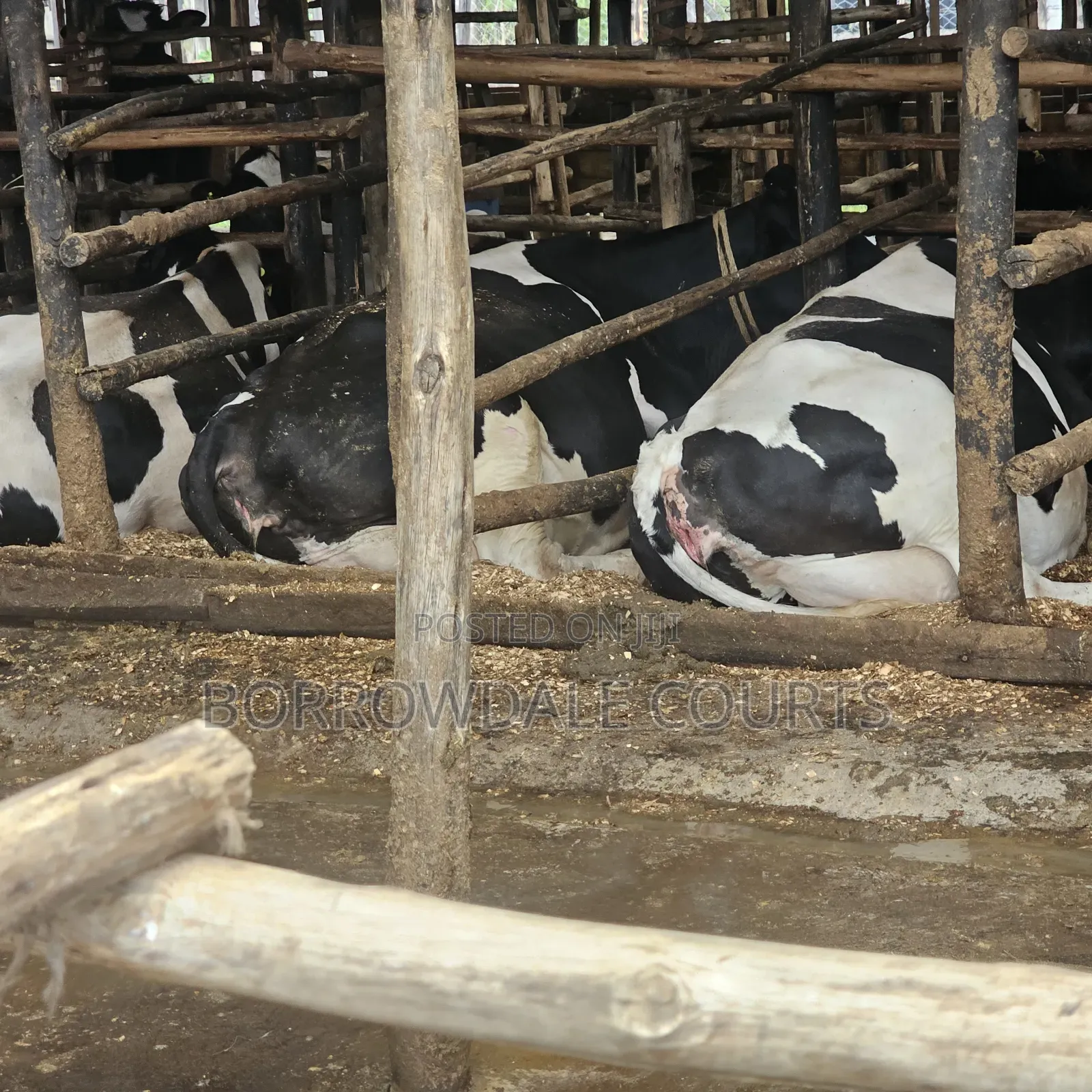 500 Litres Per Day Farm for Sale