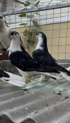 Lahore Shirazy Pair Big Black Checkered