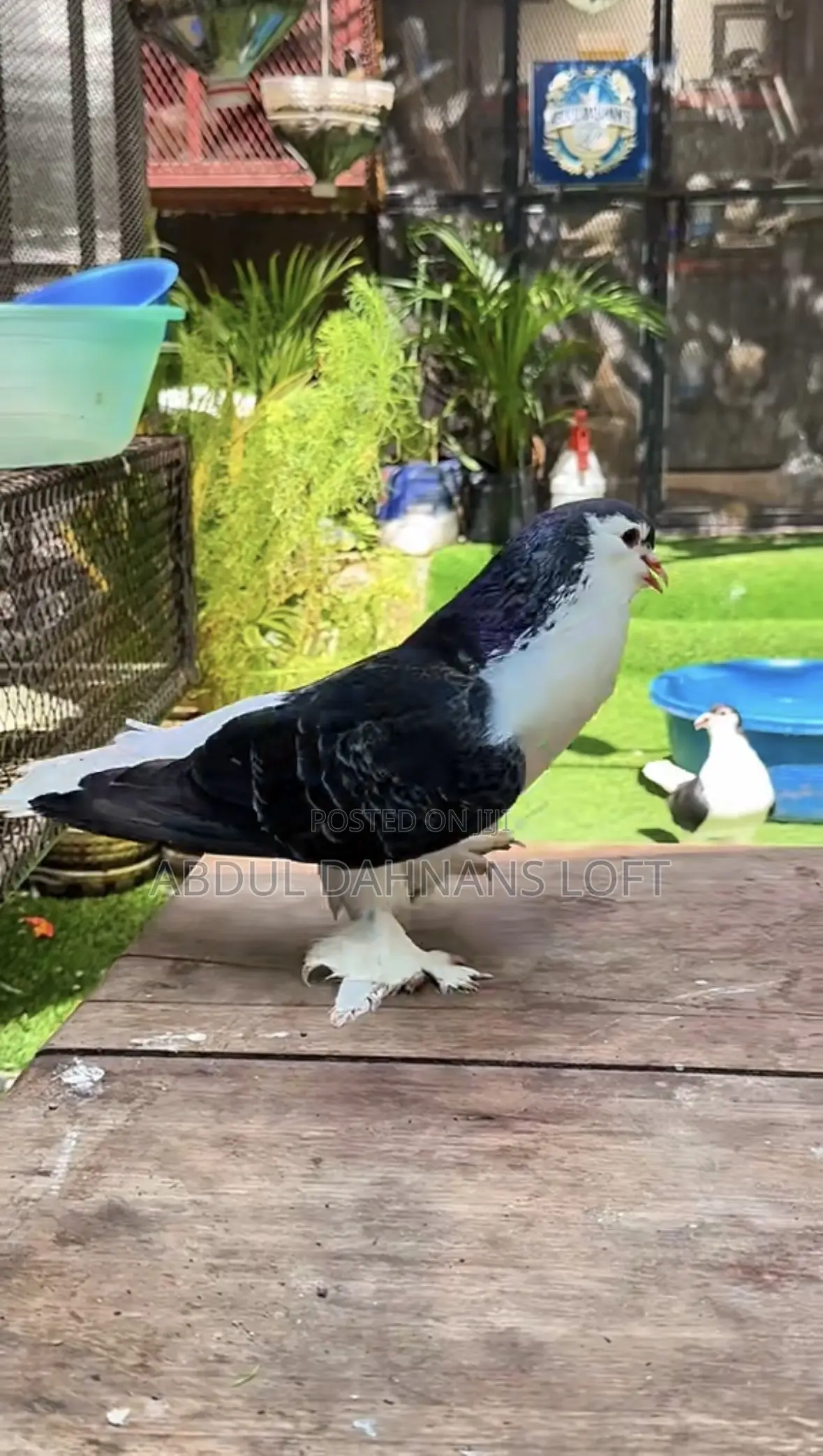 Lahore Shirazy Pair Big Black Checkered
