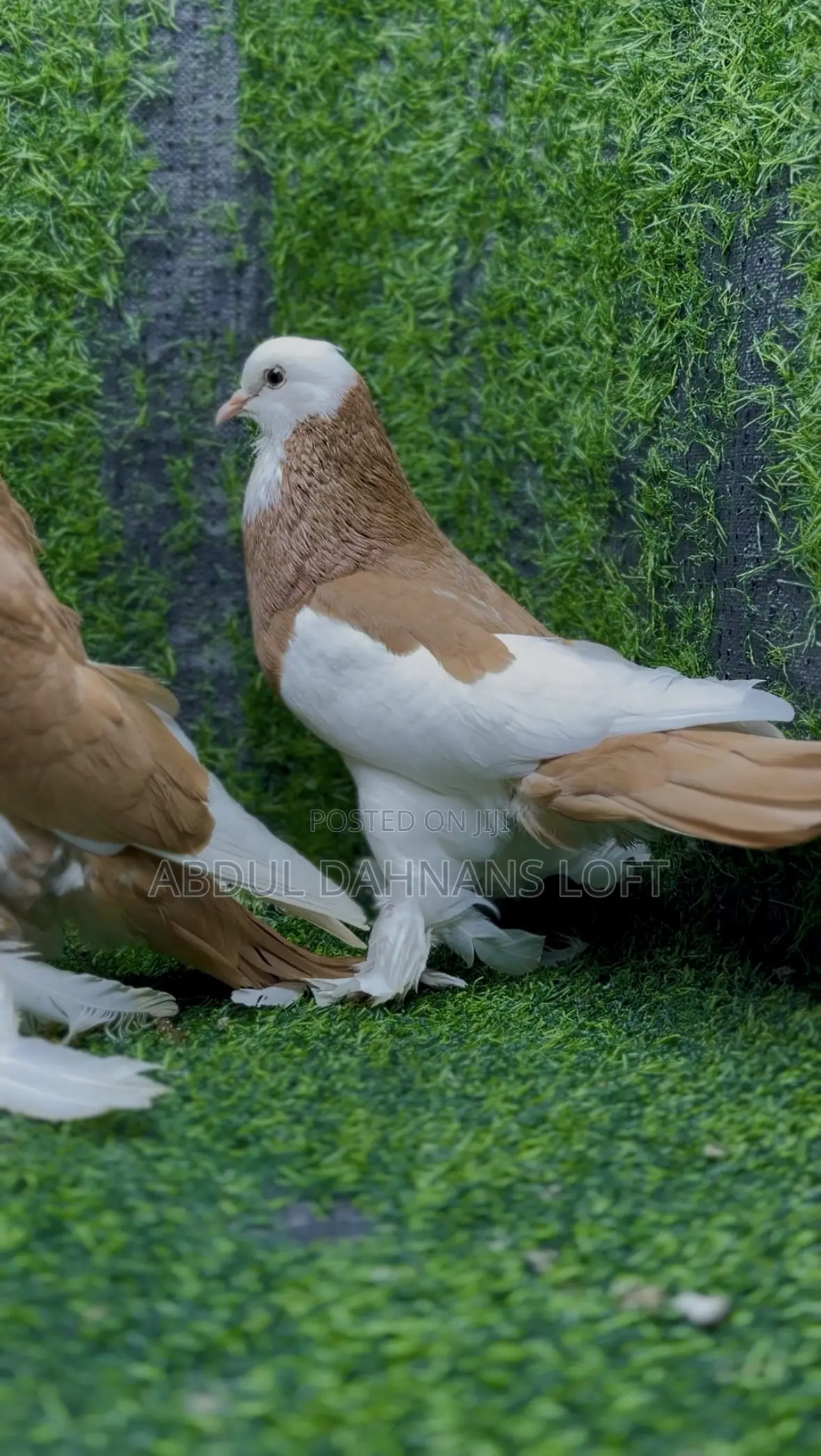 Reverse Wing Pouters Yellow