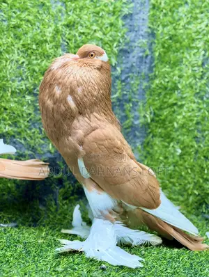 Reverse Wing Pouters Yellow