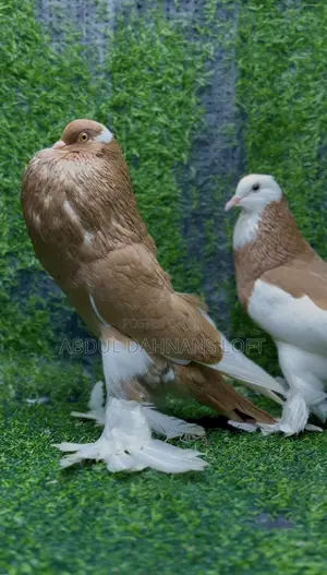 Reverse Wing Pouters Yellow