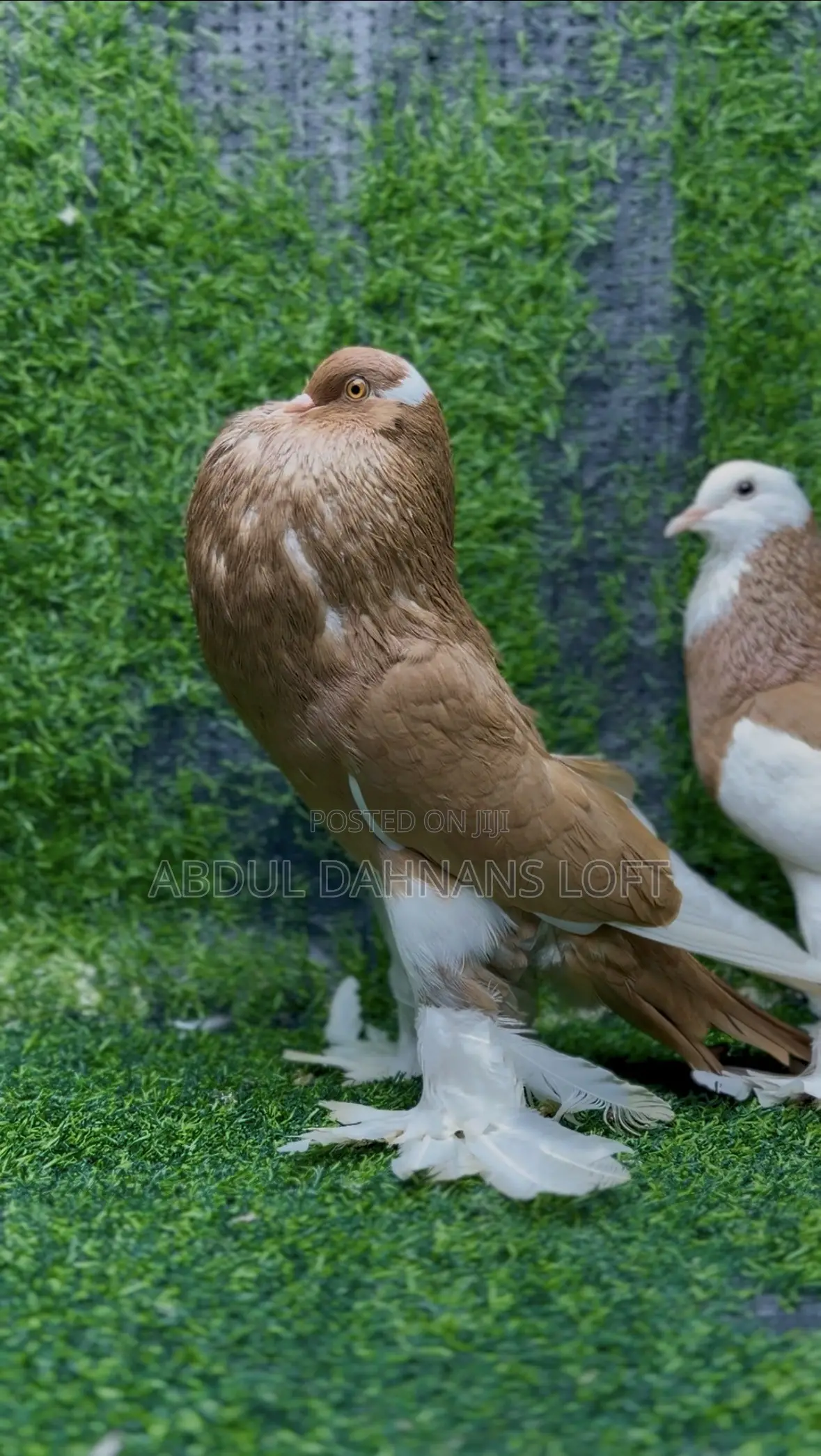 Reverse Wing Pouters Yellow