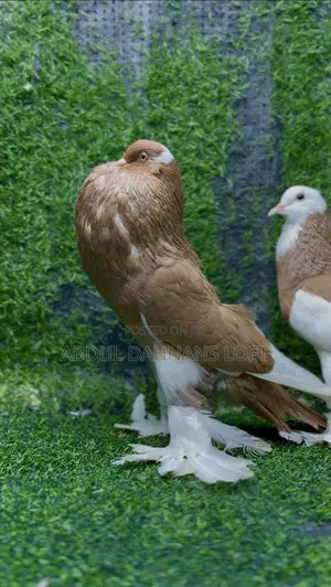 Reverse Wing Pouters Yellow