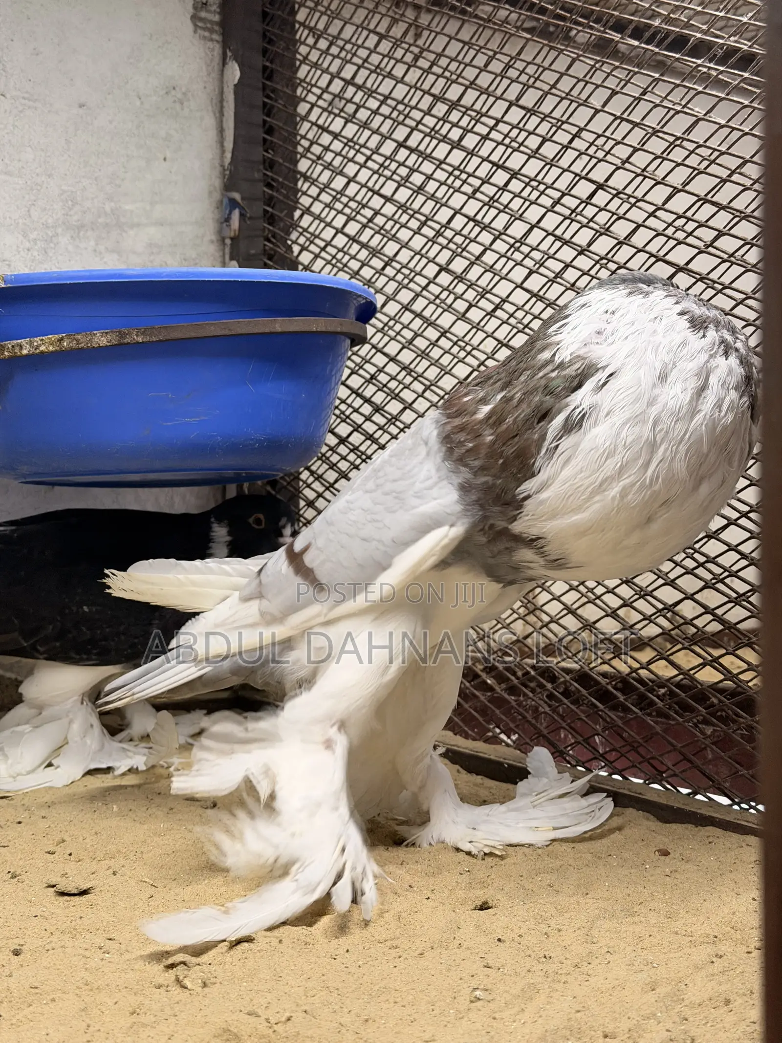 Pomeranian Pouters Wazazi