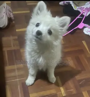 1-3 months Female Purebred Maltese