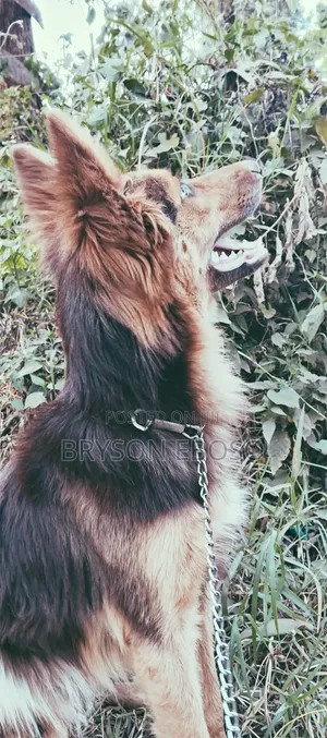 3-6 months Female Mixed Breed German Shepherd