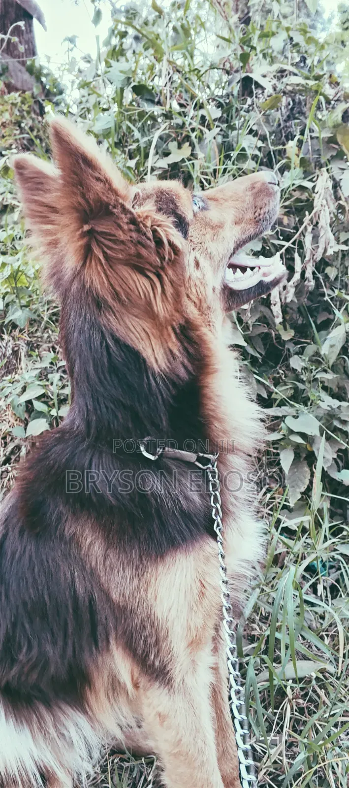 3-6 months Female Mixed Breed German Shepherd