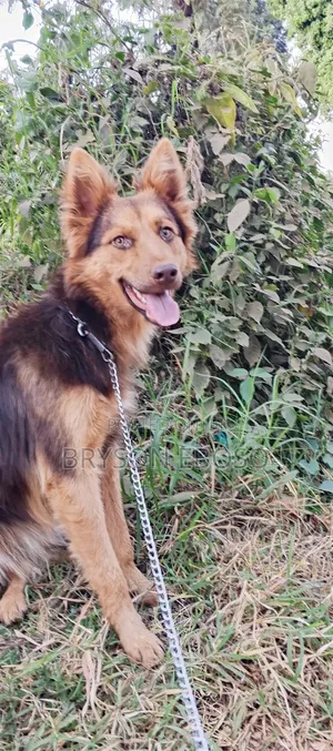 3-6 months Female Mixed Breed German Shepherd