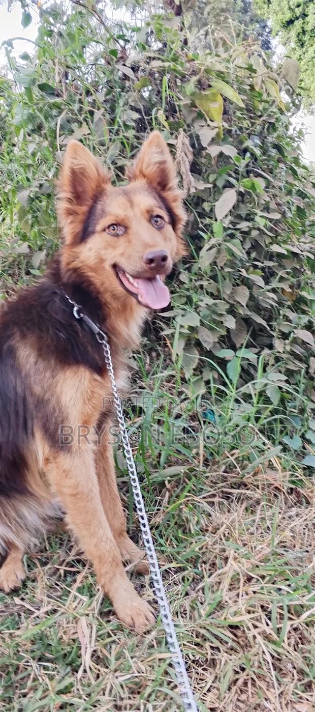3-6 months Female Mixed Breed German Shepherd - thumbnail 2