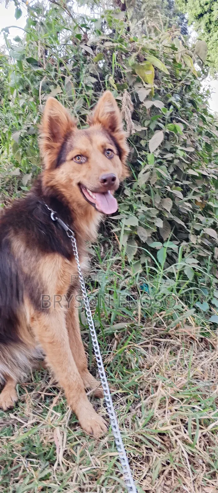 3-6 months Female Mixed Breed German Shepherd