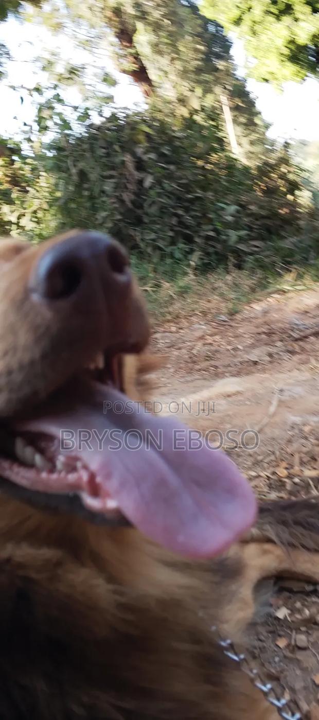 3-6 months Female Mixed Breed German Shepherd - thumbnail 3