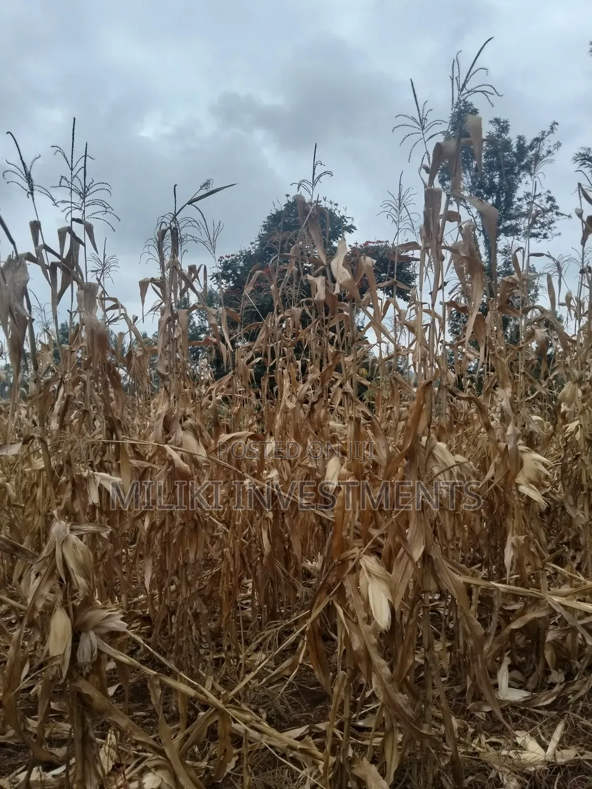 60 by 100 Ft Plot on Sale at Kenol Area-Kagaa -Kahuaini
