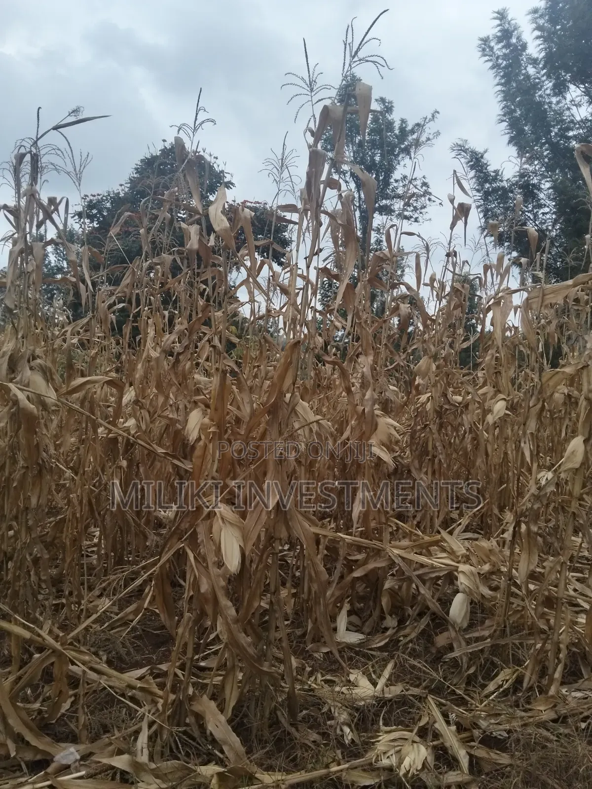60 by 100 Ft Plot on Sale at Kenol Area-Kagaa -Kahuaini
