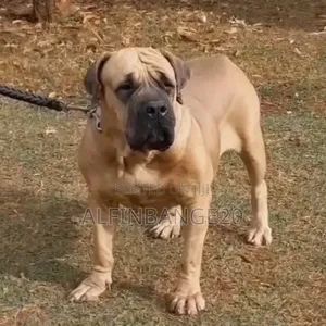 3-6 months Male Purebred Boerboel