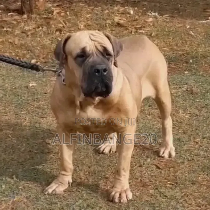 3-6 months Male Purebred Boerboel