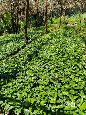 Coffee Seedlings for Sale. Ruiru and Batian