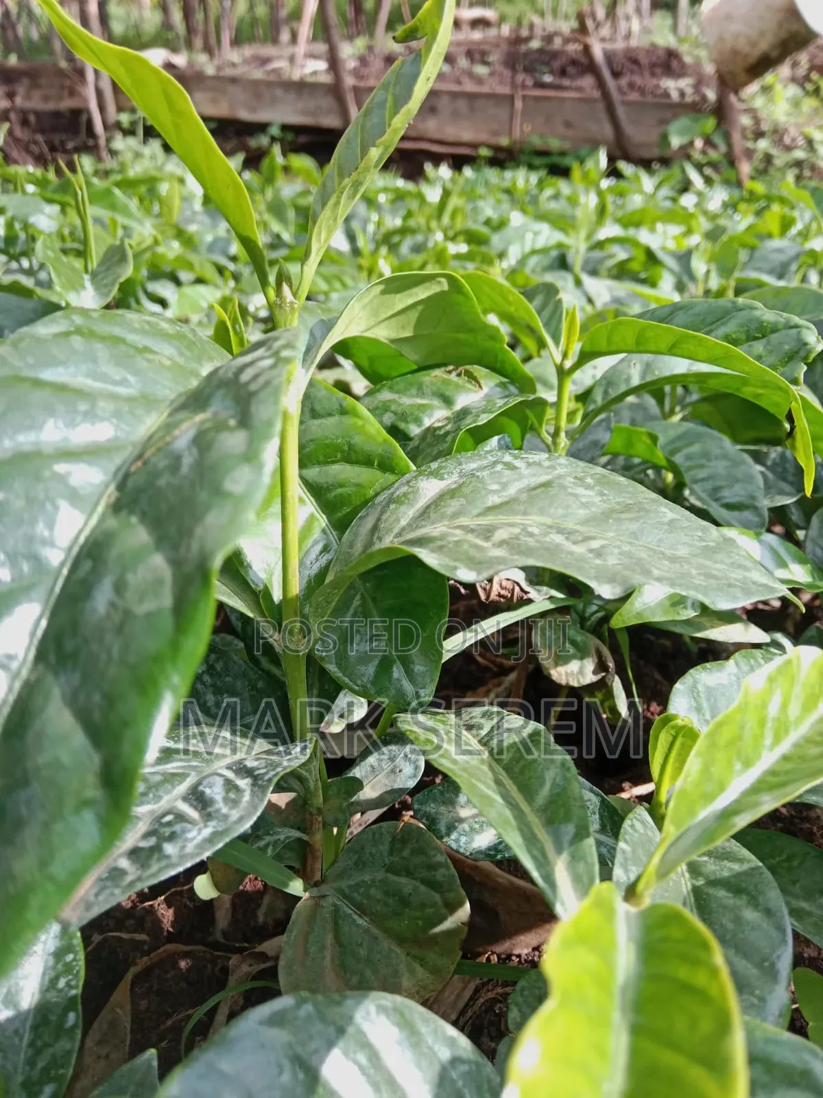 Coffee Seedlings for Sale. Ruiru and Batian