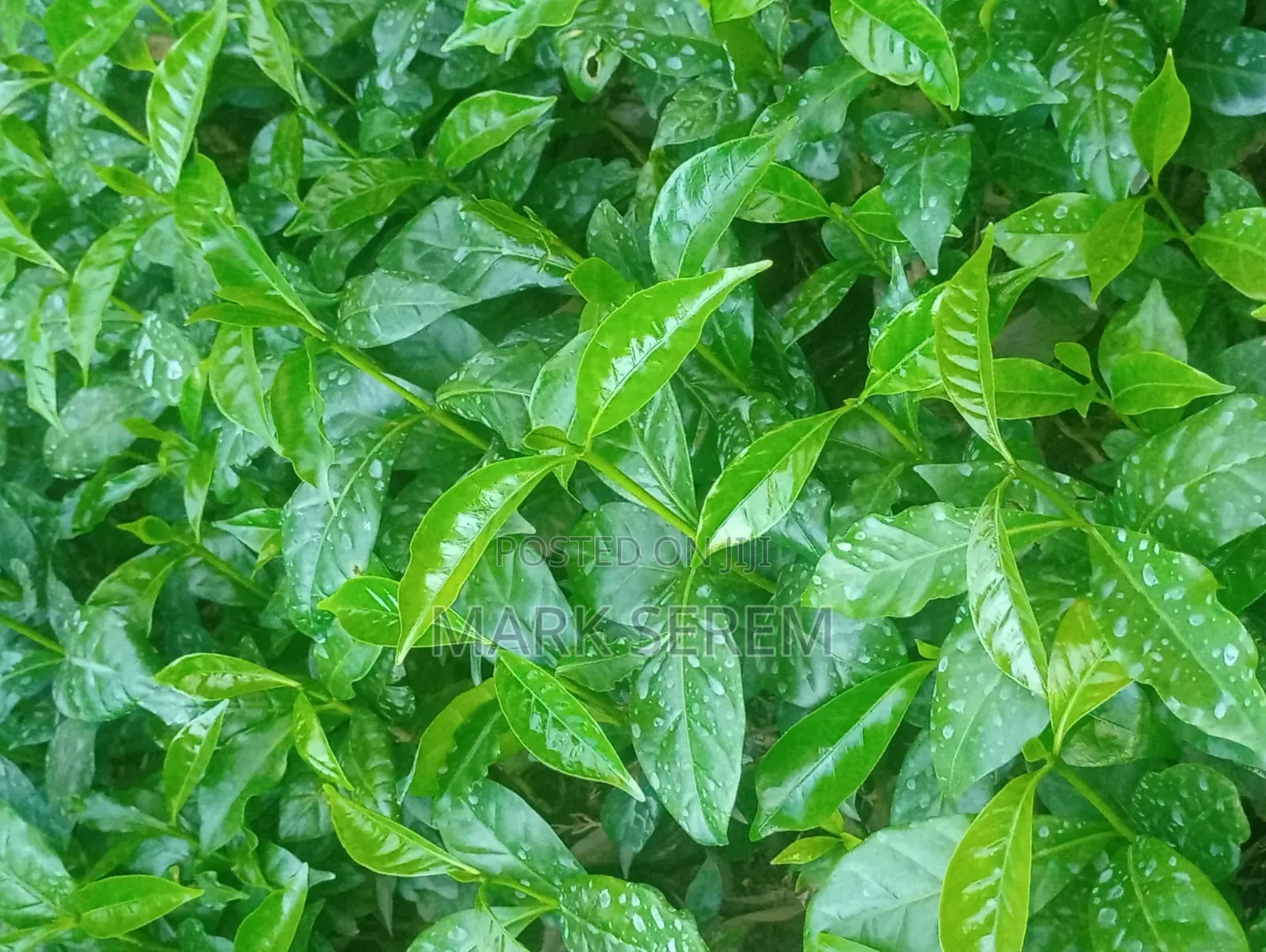 Coffee Seedlings for Sale. Ruiru and Batian