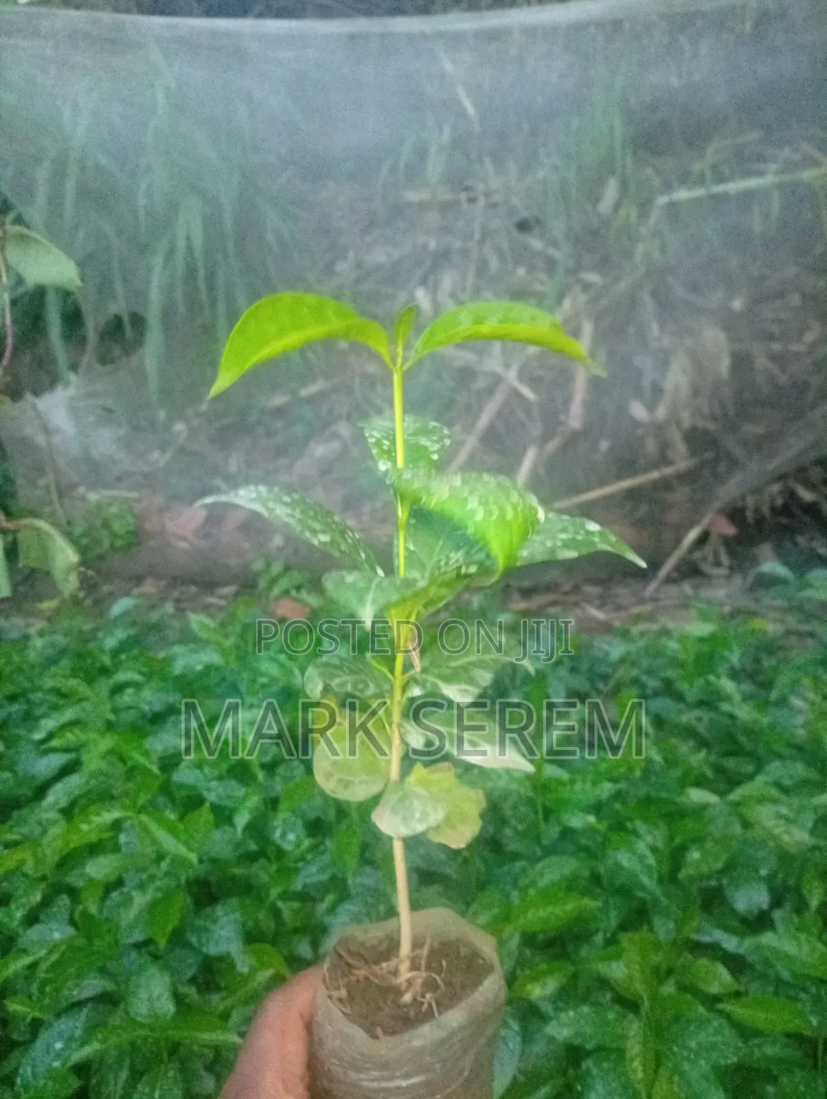 Coffee Seedlings for Sale. Ruiru and Batian