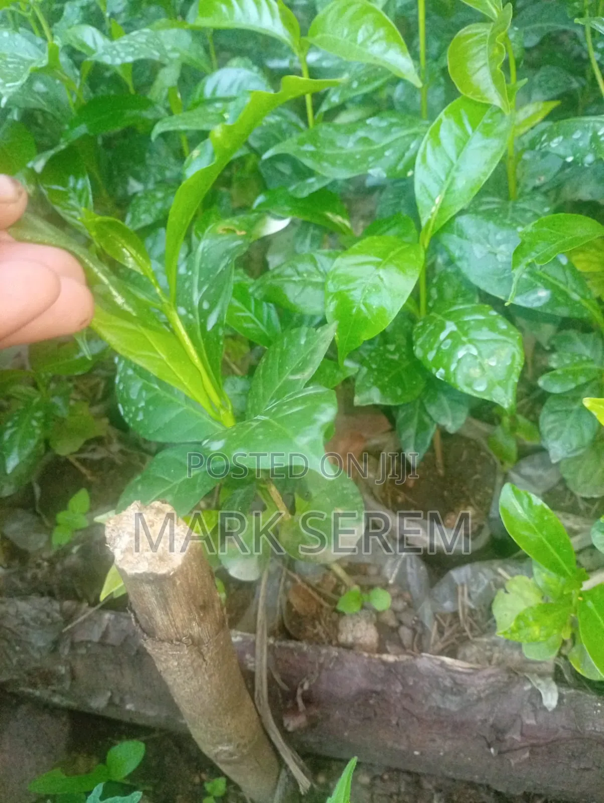 Coffee Seedlings for Sale. Ruiru and Batian
