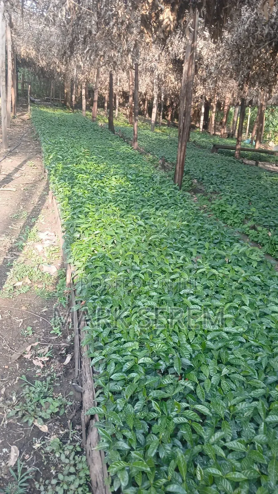 Coffee Seedlings for Sale. Ruiru and Batian