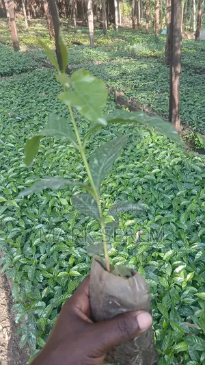 Coffee Seedlings for Sale. Ruiru and Batian