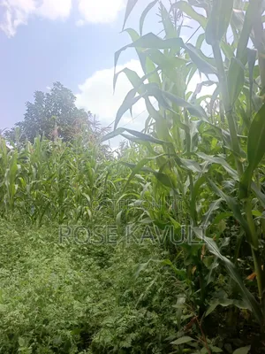 7 Acres on Sale at 350,000 in Kaonyweni