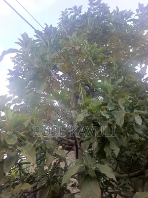 7 Acres on Sale at 350,000 in Kaonyweni