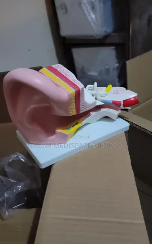 Giant Ear Training Model-for Nursing and Medical Schools
