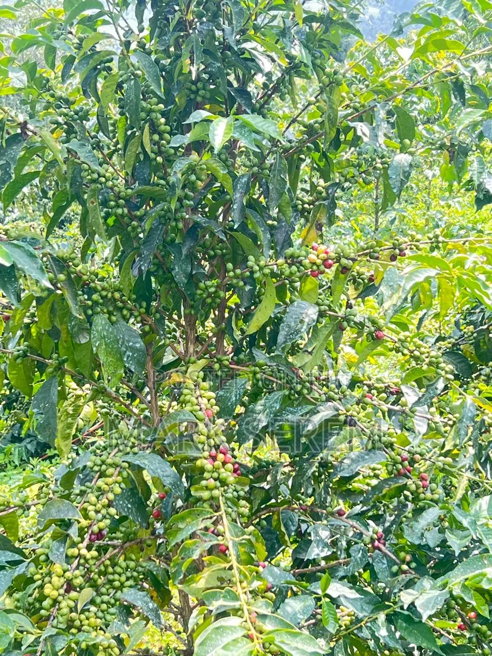 Coffee Seedlings for Sale. Ruiru and Batian