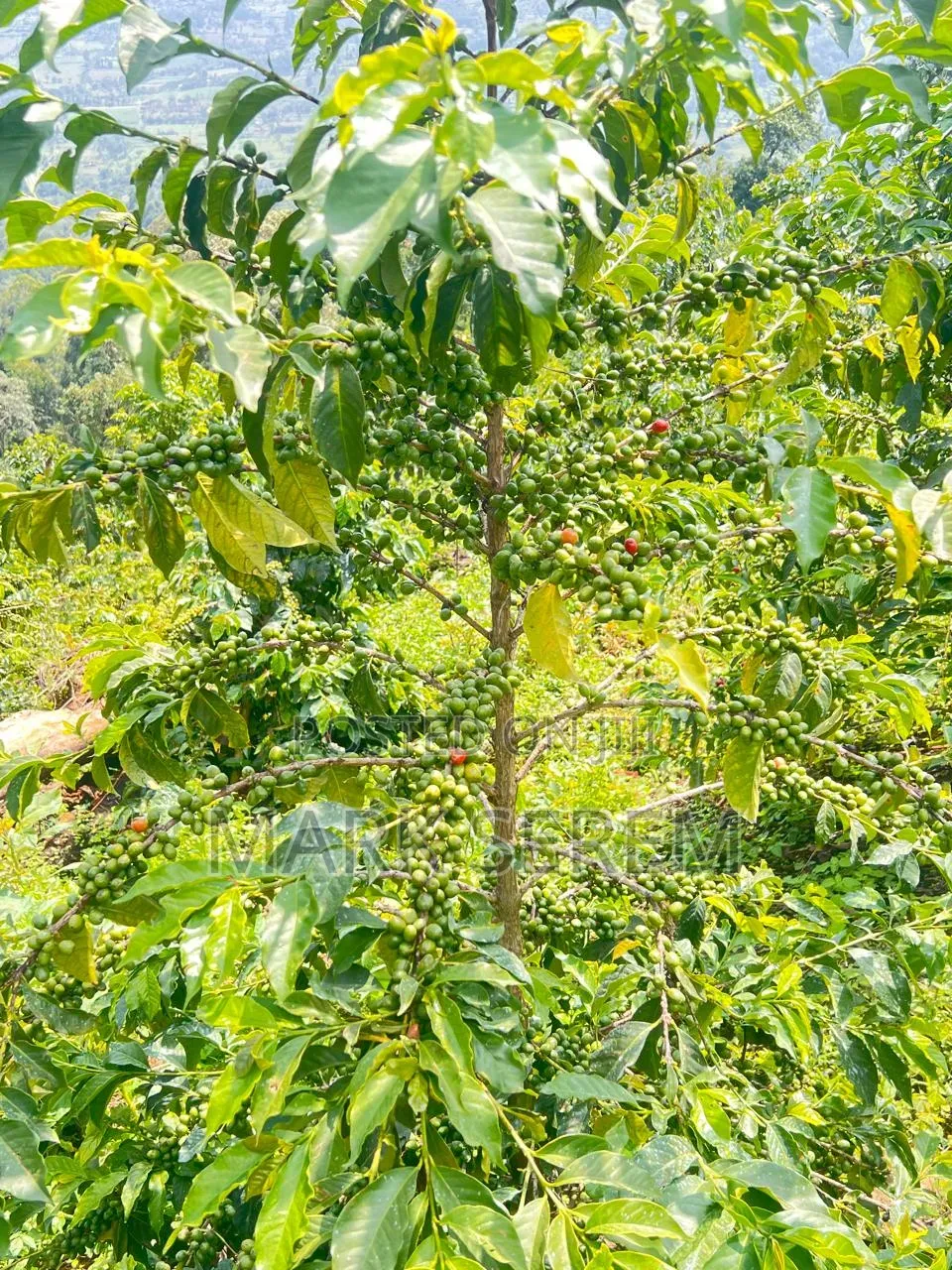 Coffee Seedlings for Sale. Ruiru and Batian