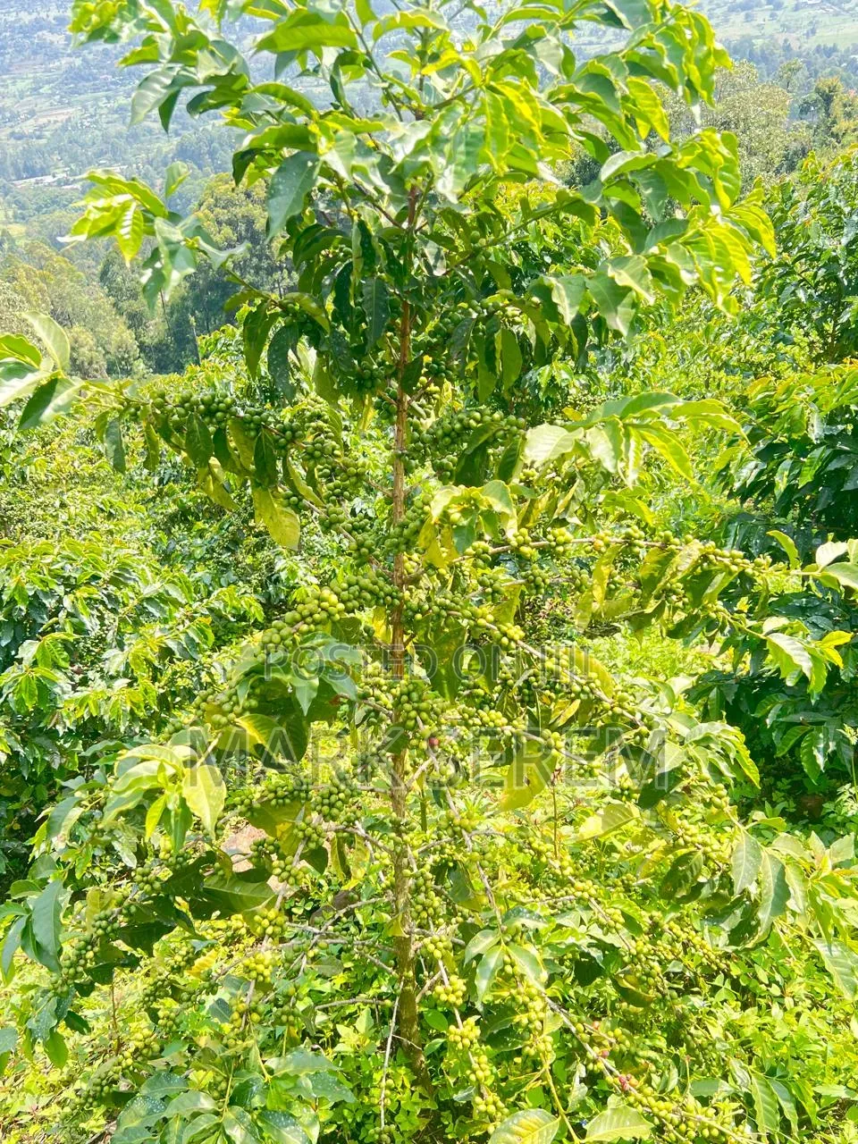 Coffee Seedlings for Sale. Ruiru and Batian