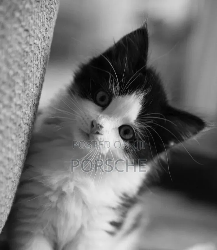 1-3 months Male Purebred Persian