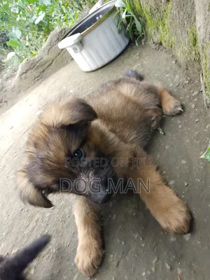 1-3 months Female Purebred German Shepherd