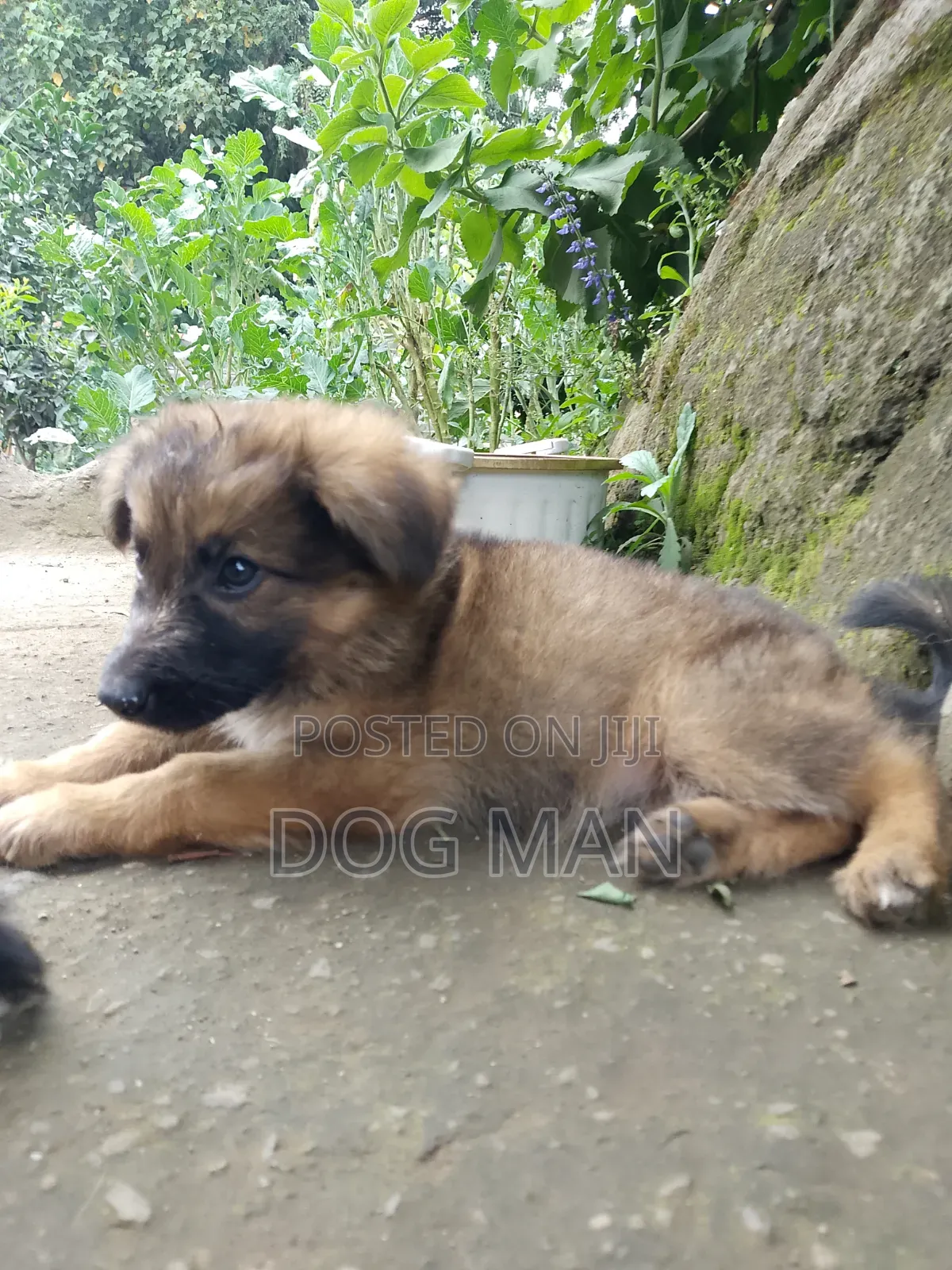 1-3 months Female Purebred German Shepherd