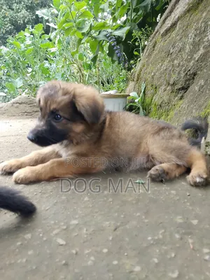 1-3 months Female Purebred German Shepherd