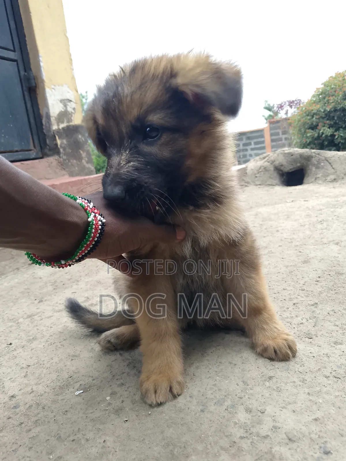 1-3 months Female Purebred German Shepherd