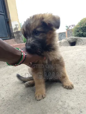 1-3 months Female Purebred German Shepherd