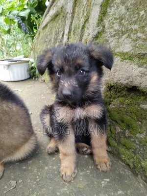1-3 months Female Purebred German Shepherd
